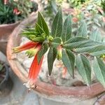 Cuphea ignea Blüte