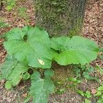 Arctium lappaLeaf