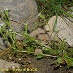 Saxifraga adscendens Habit
