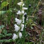 Spiranthes cernua Flower