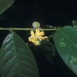 Siparuna guianensis Λουλούδι