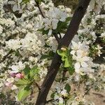 Malus prunifolia 樹皮