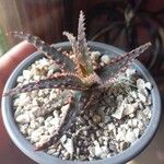 Aloe castilloniae Ліст