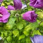 Hibiscus syriacus Leaf