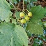 Crataegus coccinea Ovoce