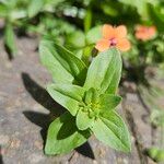 Lysimachia arvensis Blatt