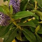 Hebe andersonii Hoja