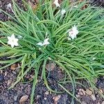 Ipheion uniflorum Hábito