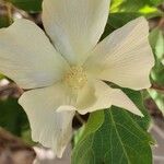 Gossypium herbaceum Floare