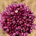 Allium atroviolaceum Virág