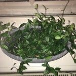 Peperomia quadrangularis Leht