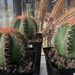 Melocactus matanzanus 葉