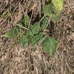 Physalis heterophylla Foglia