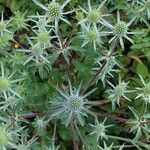Eryngium planum Habit
