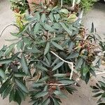 Cunonia capensis Hábito