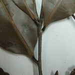 Ouratea francinae Diğer