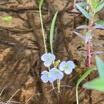 Sagittaria graminea ശീലം