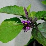 Solanum melongena Leaf