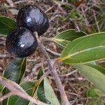 Cryptocarya transversa Fruto