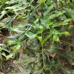 Stenocarpus sinuatus Levél