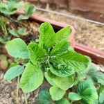 Amaranthus blitumLeaf