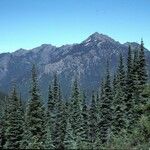 Abies lasiocarpa موطن