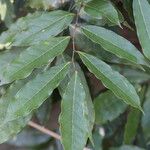 Craibia grandiflora Φύλλο