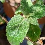 Ocimum lamiifolium Φύλλο