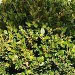 Buxus sempervirens Leaf