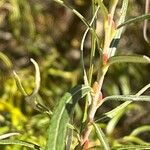 Salix eleagnos Drugo