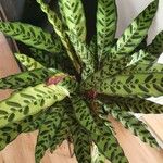 Calathea lancifoliaLeaf