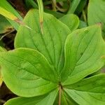 Cornus canadensis Folla