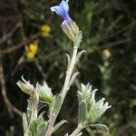 Lithodora hispidula Yaprak