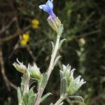 Lithodora hispidula Leaf