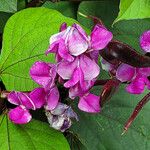 Lablab purpureus Fleur