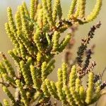Arthrocnemum macrostachyum Likasa