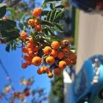 Sorbus aucupariaFruitua