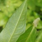 Persicaria mitis पत्ता