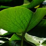 Nymphaea mexicana Leaf