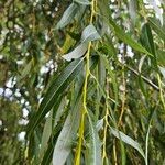 Salix × pendulina পাতা