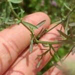 Centaurea stoebe Leaf