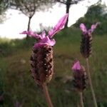 Lavandula pedunculata Flor