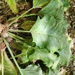 Arctium amplissimum