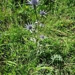 Eryngium bourgatii 整株植物