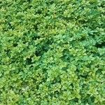 Pachysandra terminalisبرگ