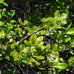 Aegiceras corniculatum 葉