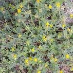 Medicago minima 整株植物