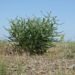 Astragalus alopecurus Habit