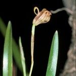Trigonidium acuminatum Λουλούδι