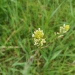 Turritis glabra Flower